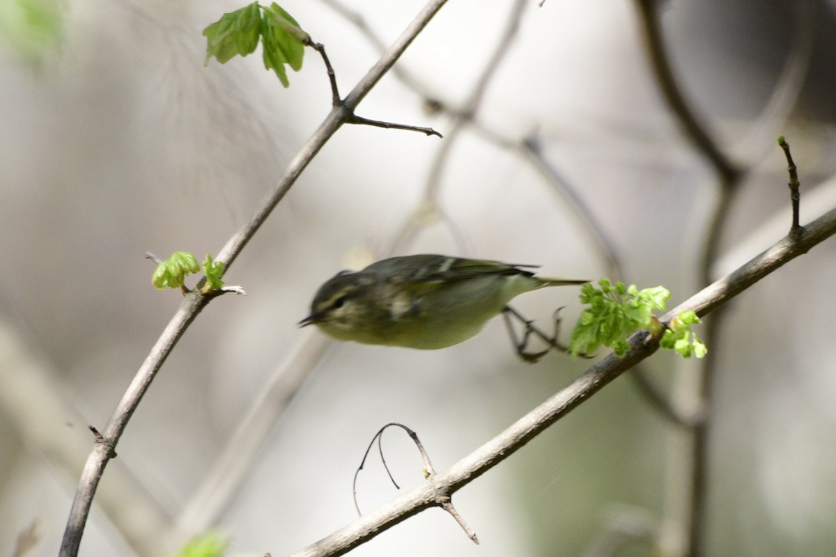 Hume's Warbler - ML552169181