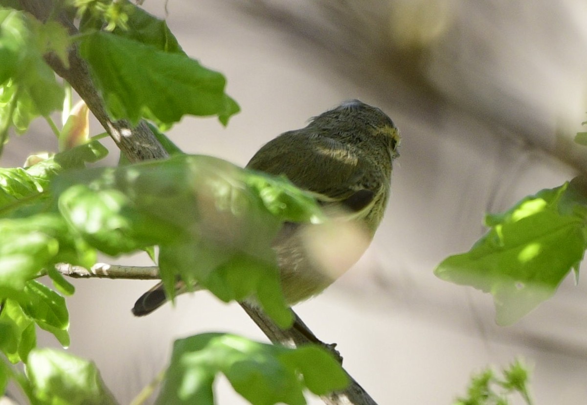 Hume's Warbler - ML552169191