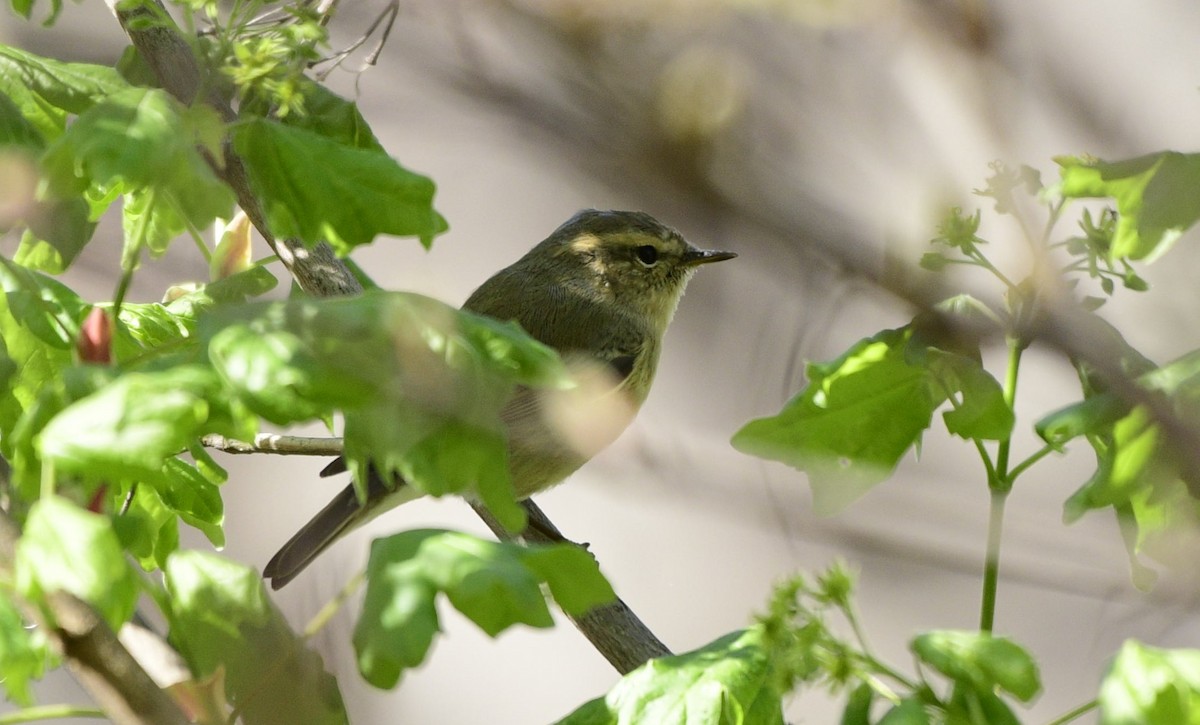 Hume's Warbler - ML552169201