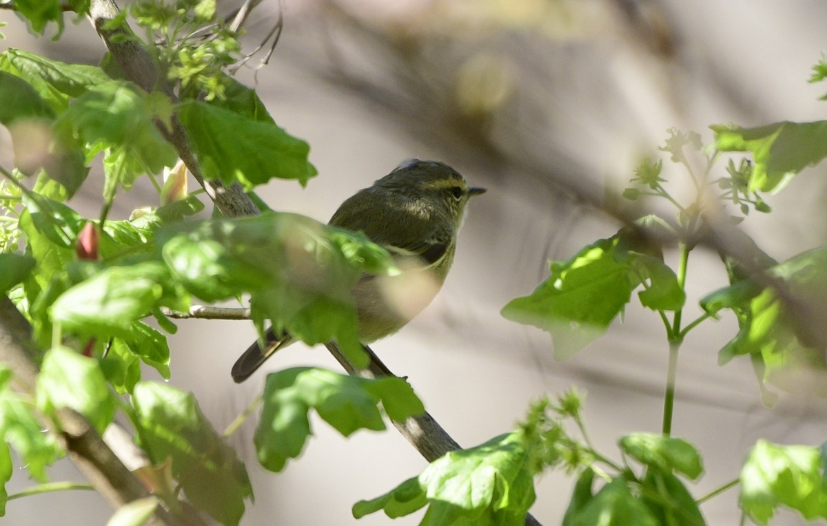 Hume's Warbler - ML552169211