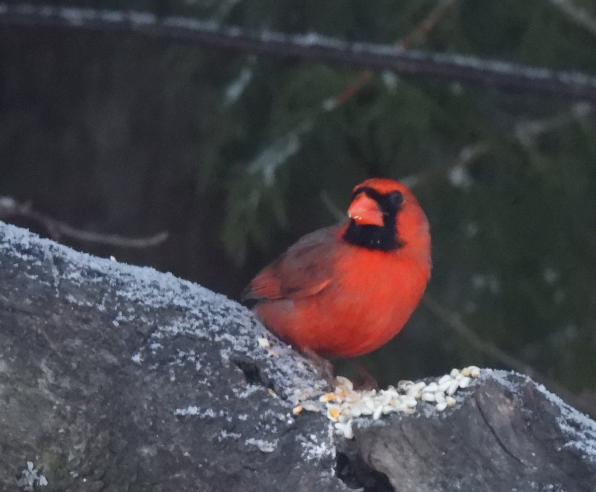 Cardenal Norteño - ML552173721