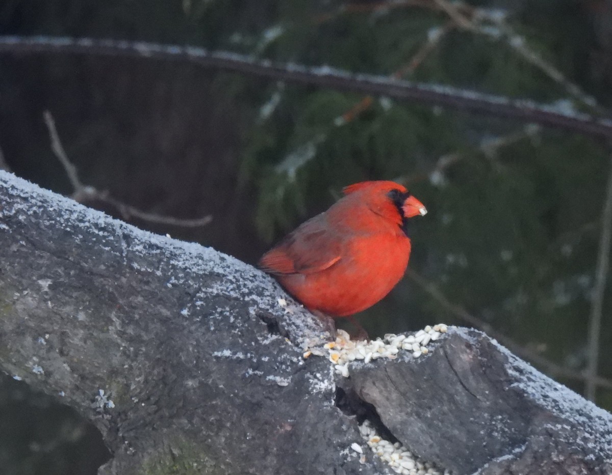 Northern Cardinal - ML552173731