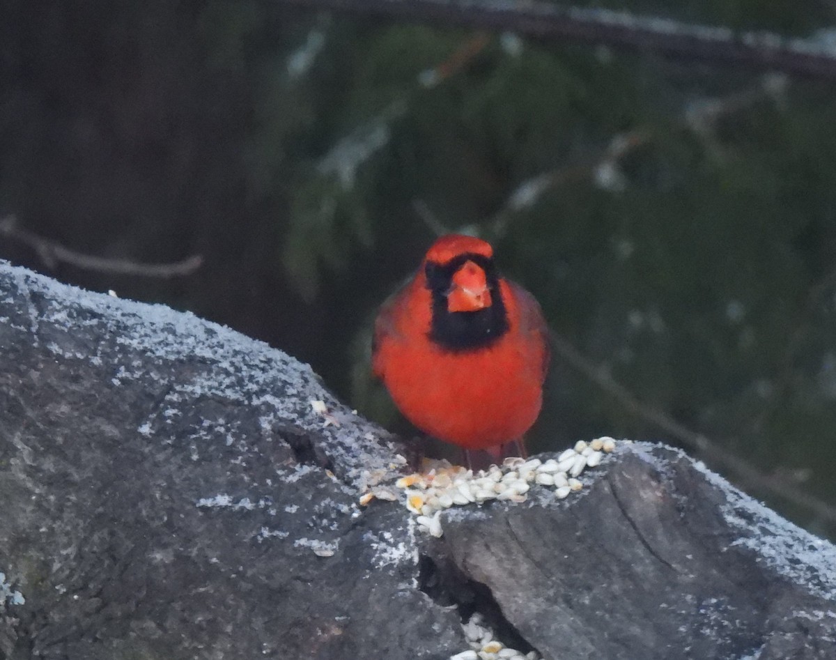 Northern Cardinal - ML552173741