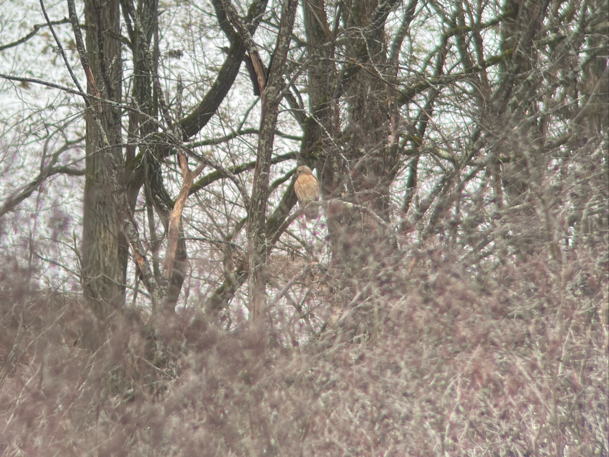 Red-shouldered Hawk - Jeff MacQueen