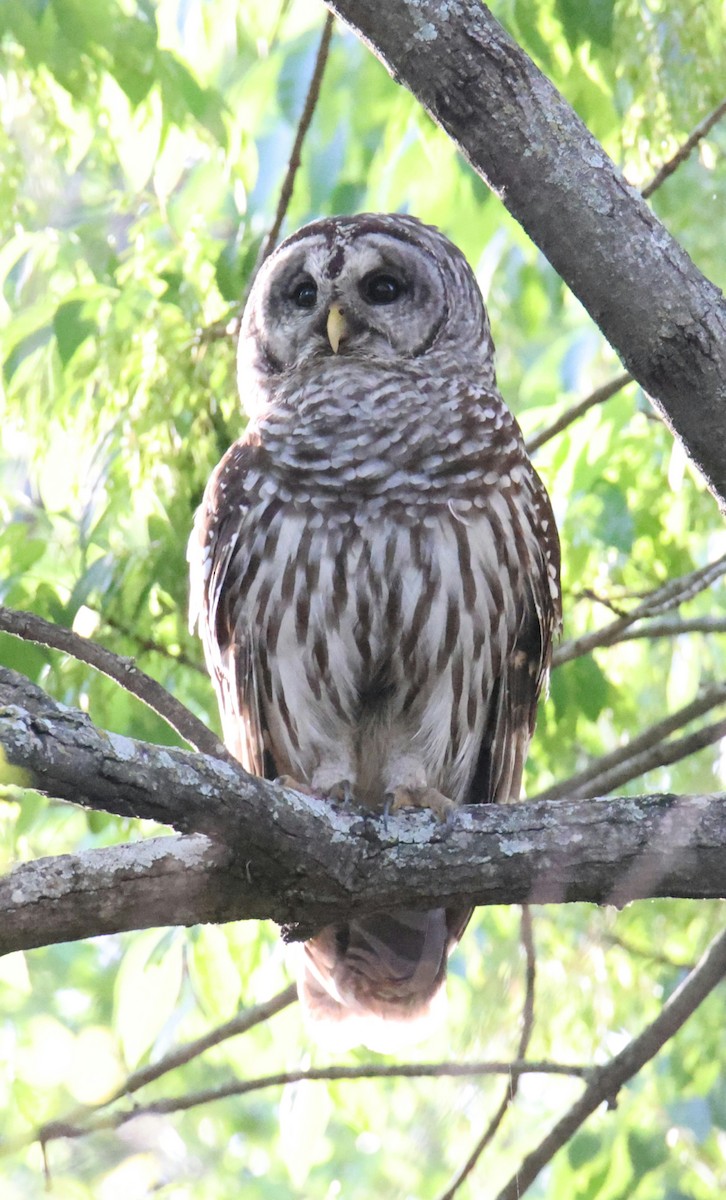 Barred Owl - ML552174901