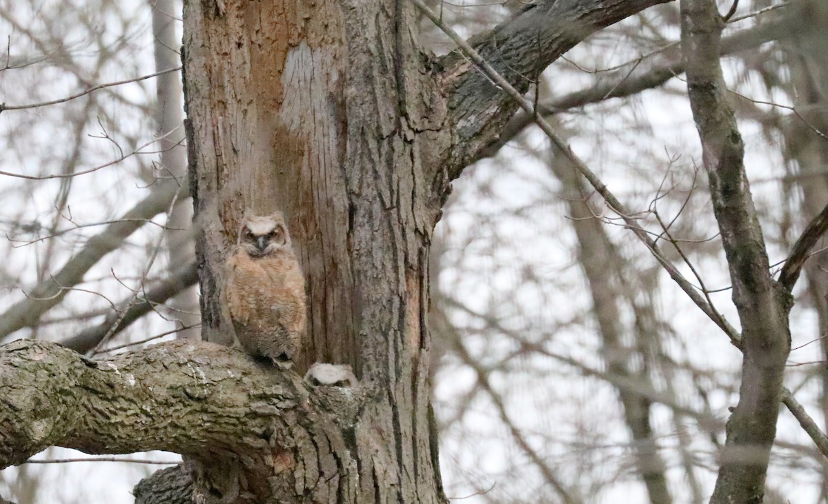 Great Horned Owl - ML55217491