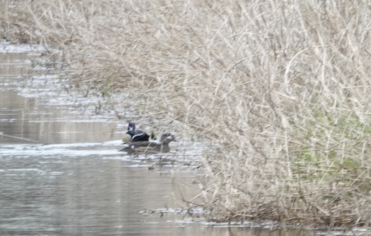 Wood Duck - ML552176581