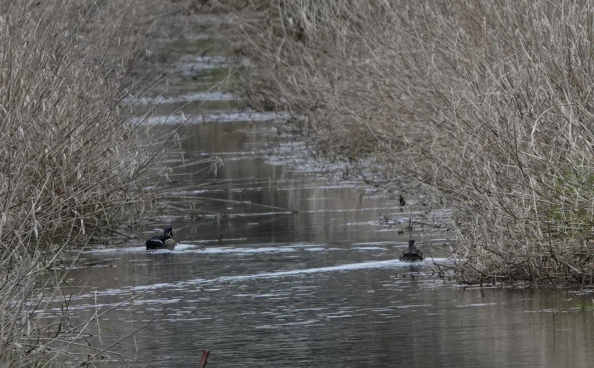 Wood Duck - ML552176591