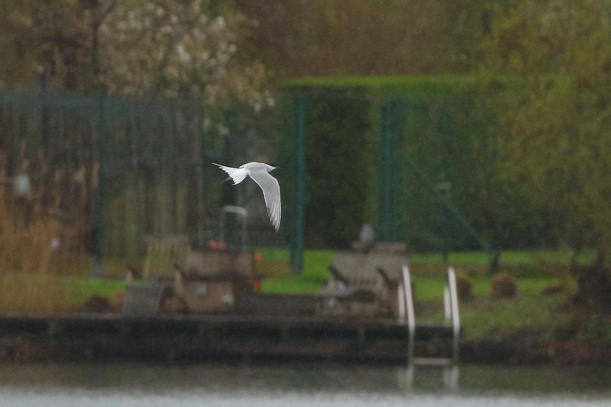 Common Tern (hirundo/tibetana) - ML552177041