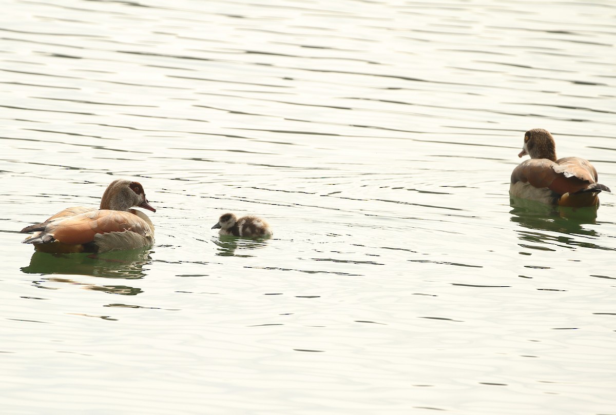 Egyptian Goose - ML552177271