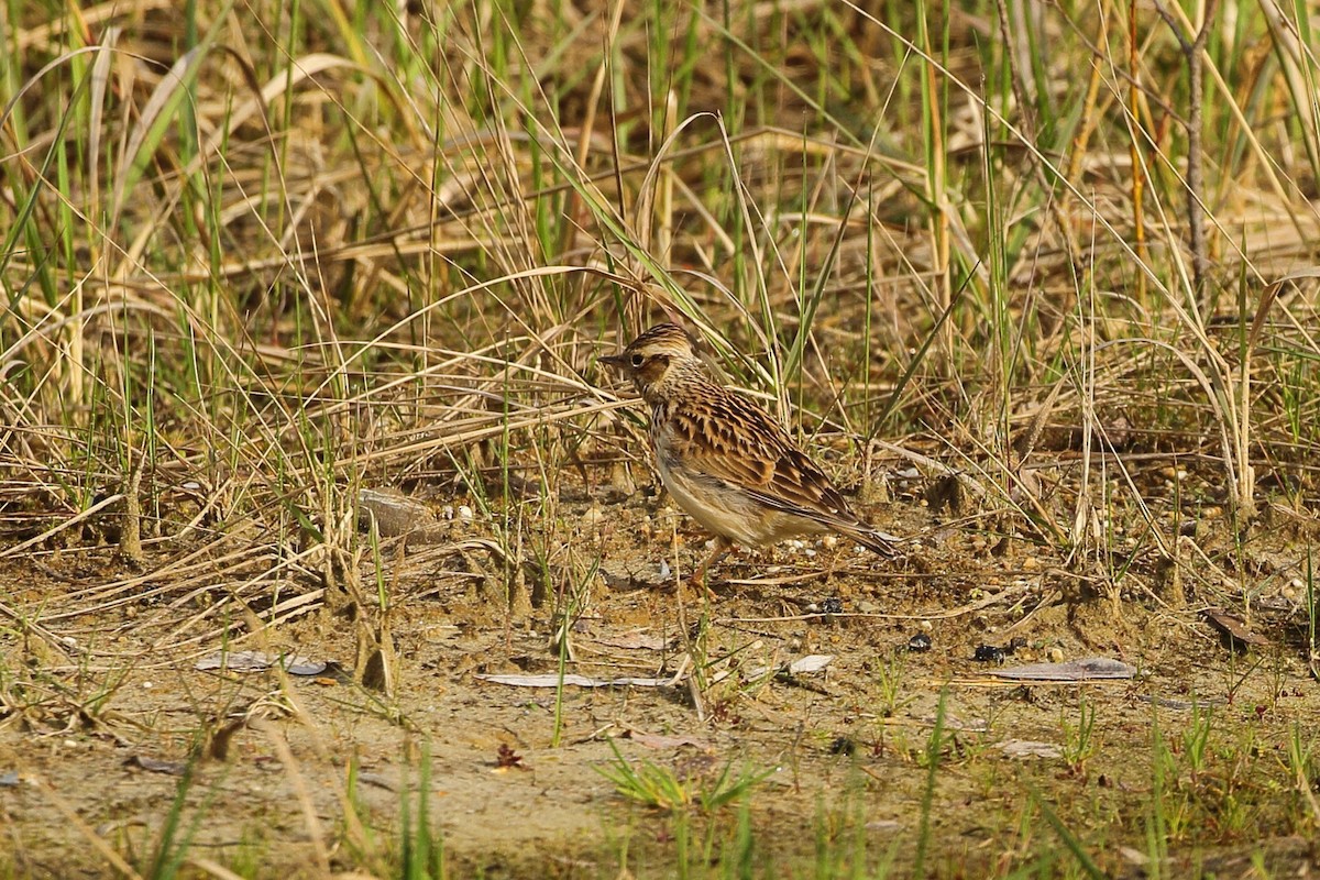 Wood Lark - ML552177351