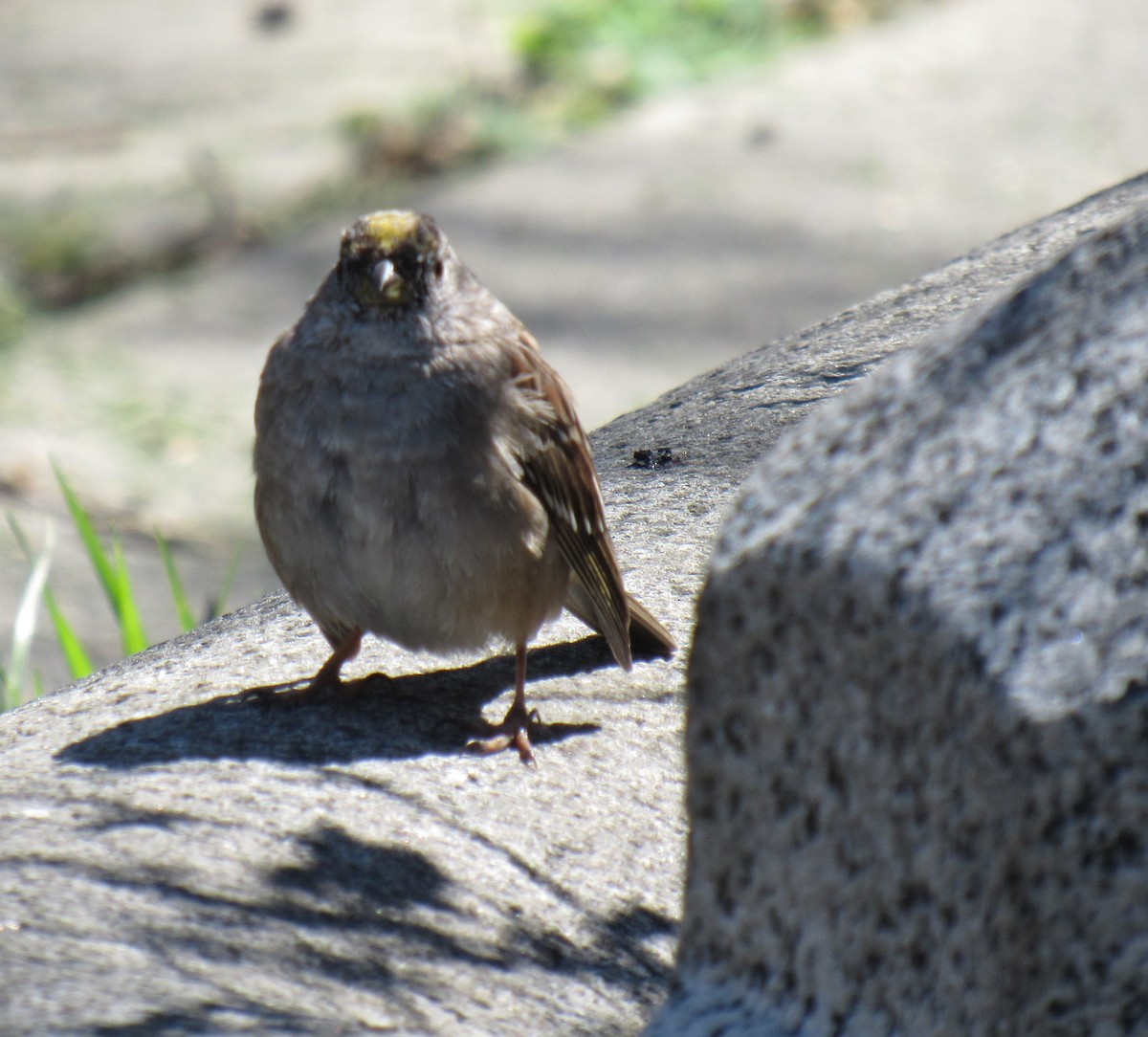Golden-crowned Sparrow - ML552178501