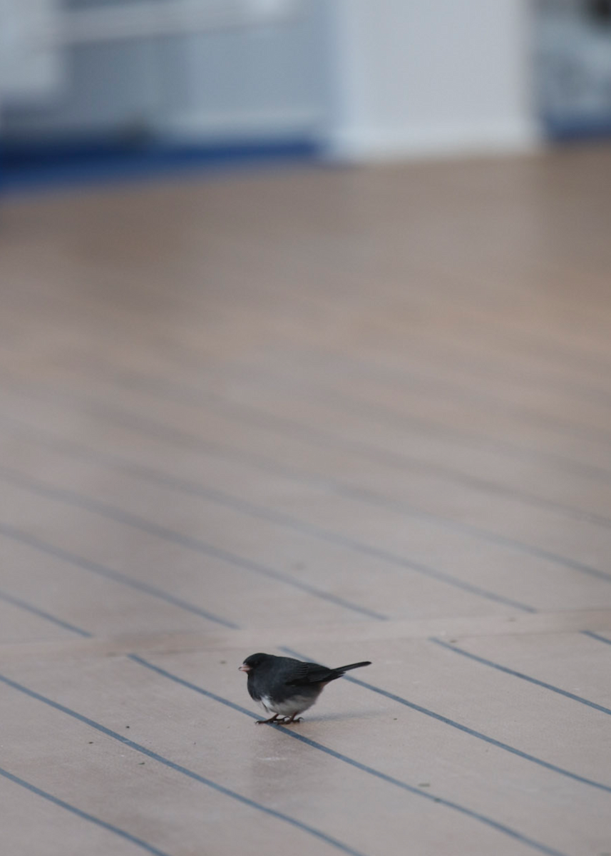 Dark-eyed Junco (Slate-colored) - ML55217881