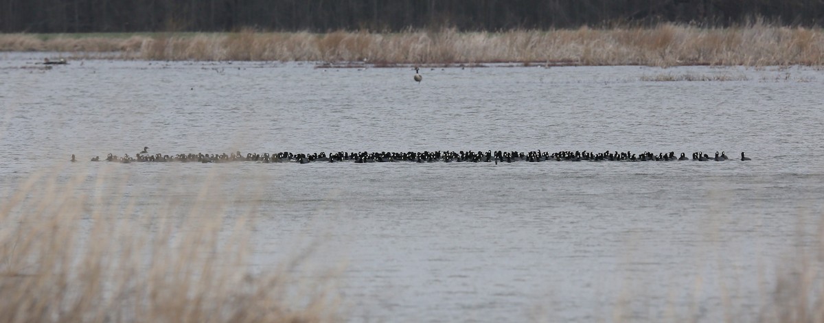 American Coot - ML552178921