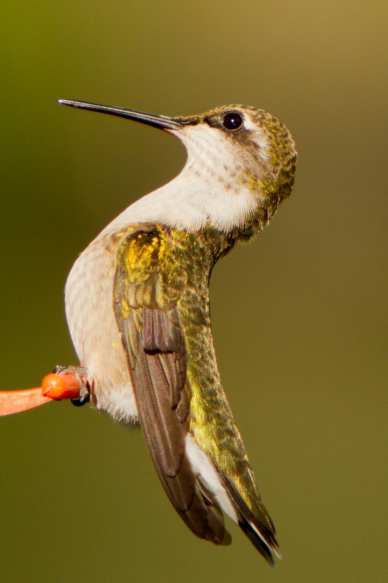 Ruby-throated Hummingbird - Lori Buhlman