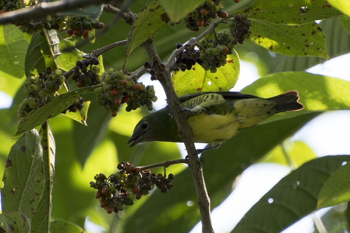 Tangara Golondrina - ML55218001