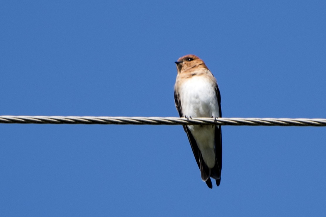 Golondrina Cabecicastaña - ML55218011