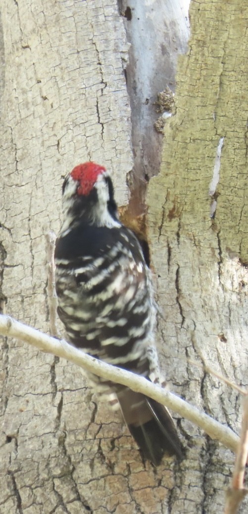 Nuttall's Woodpecker - ML552181211