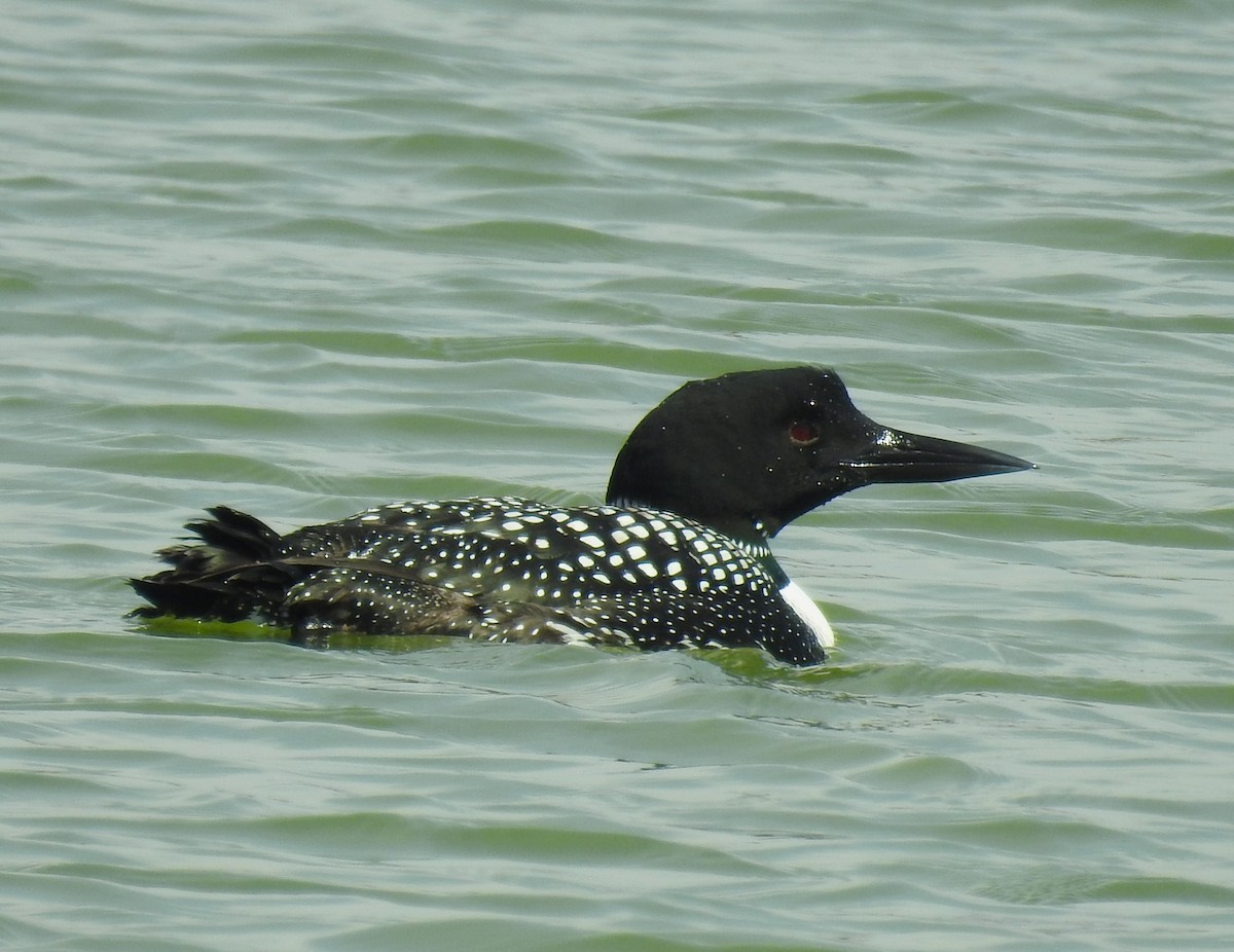 Common Loon - Bruce Hoover