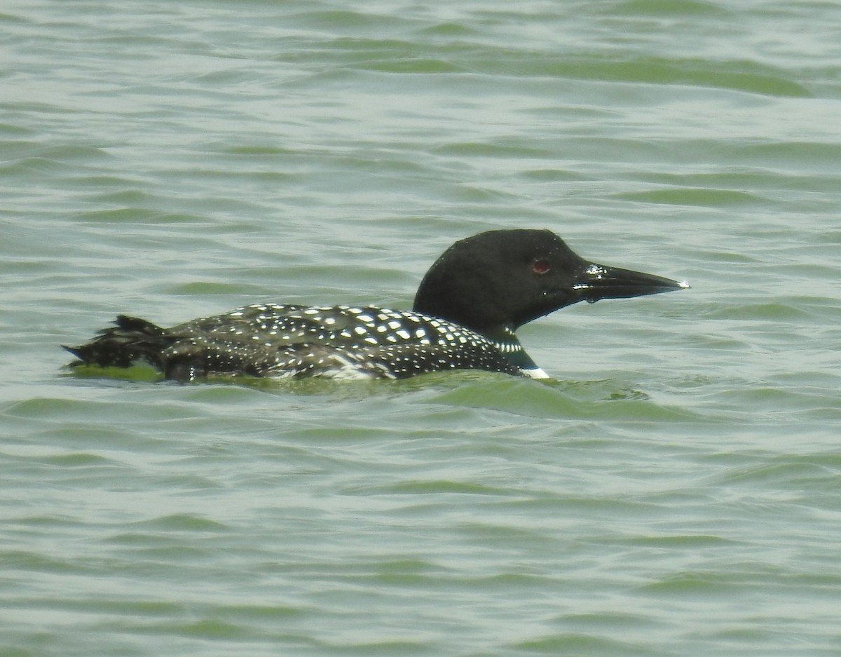 Common Loon - Bruce Hoover