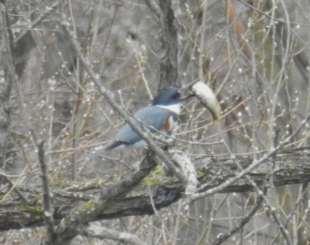 Belted Kingfisher - ML552182711