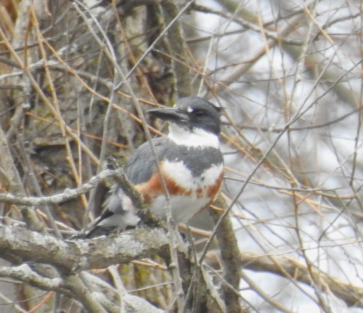 Belted Kingfisher - ML552182721