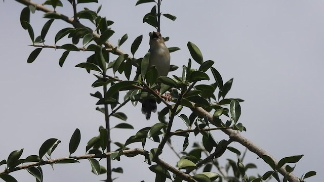 Tawny-flanked Prinia - ML552182941