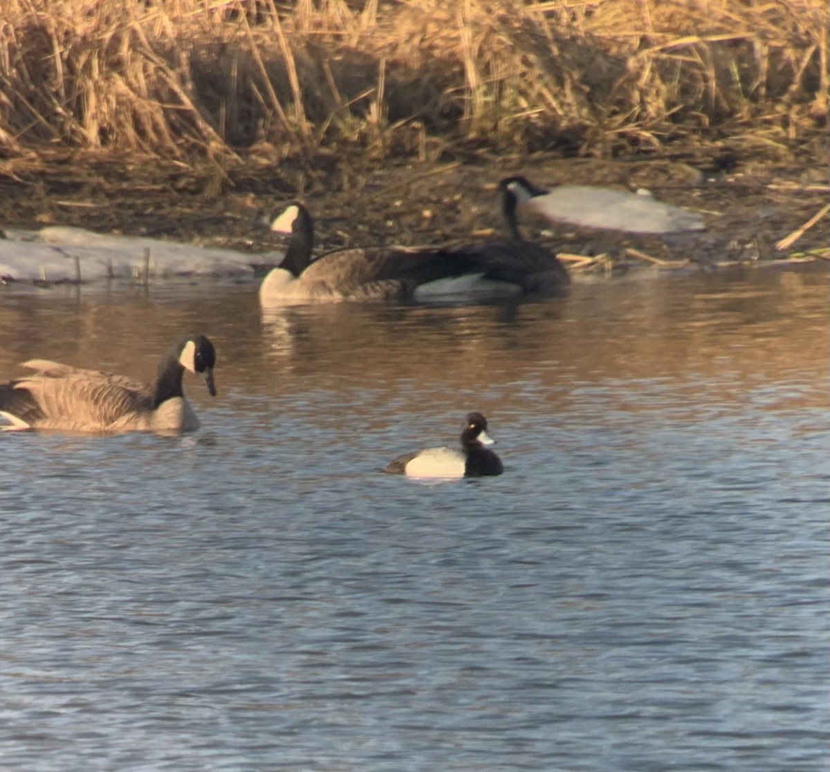 Lesser Scaup - angelique mori