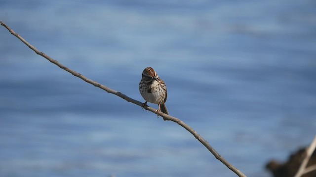 Song Sparrow - ML552184611