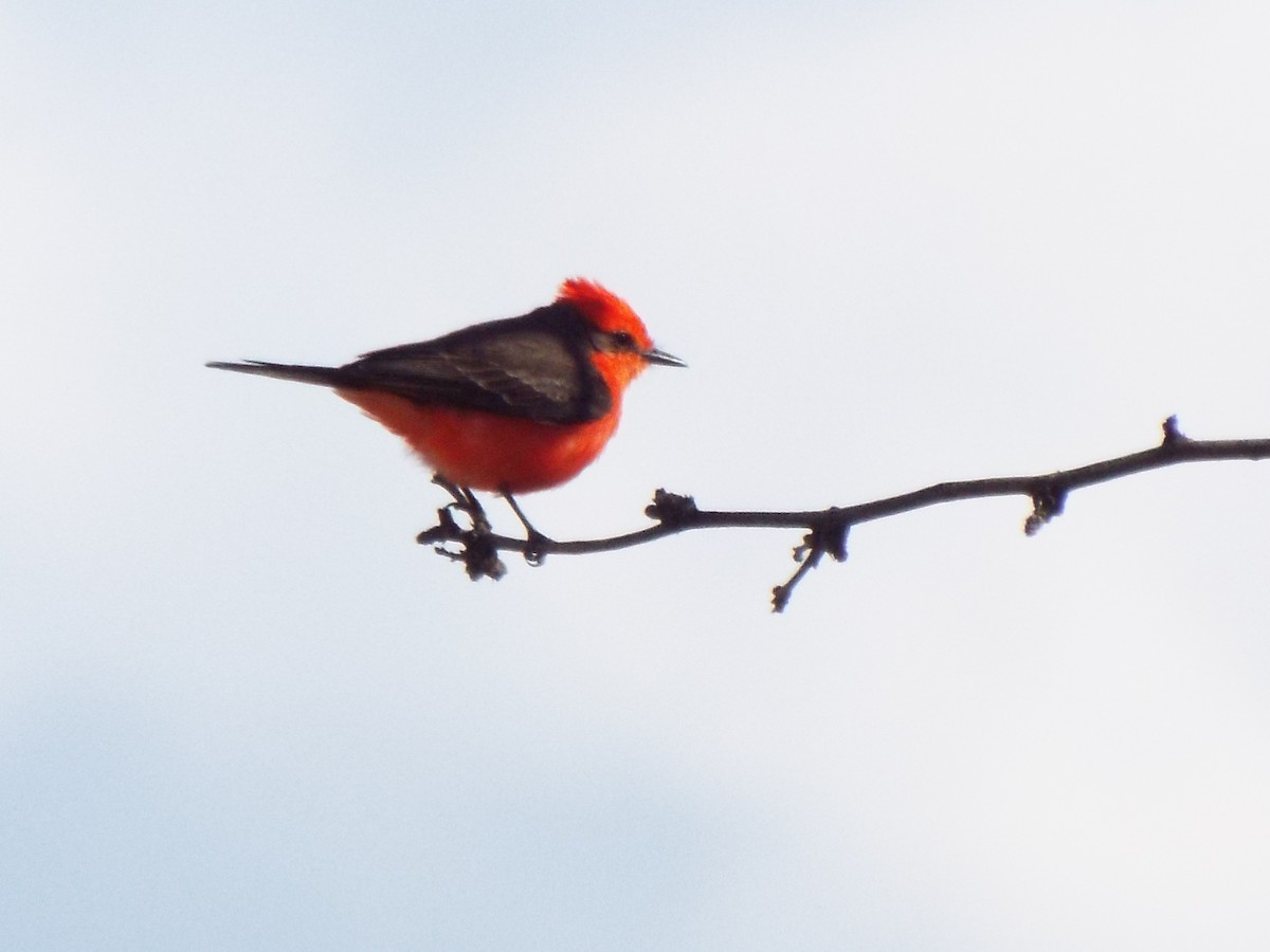 Vermilion Flycatcher - ML552185241