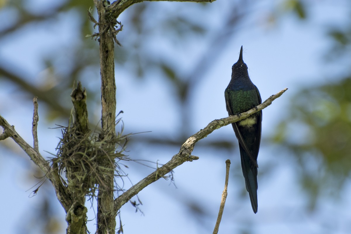 Swallow-tailed Hummingbird - Luiz Carlos Ramassotti