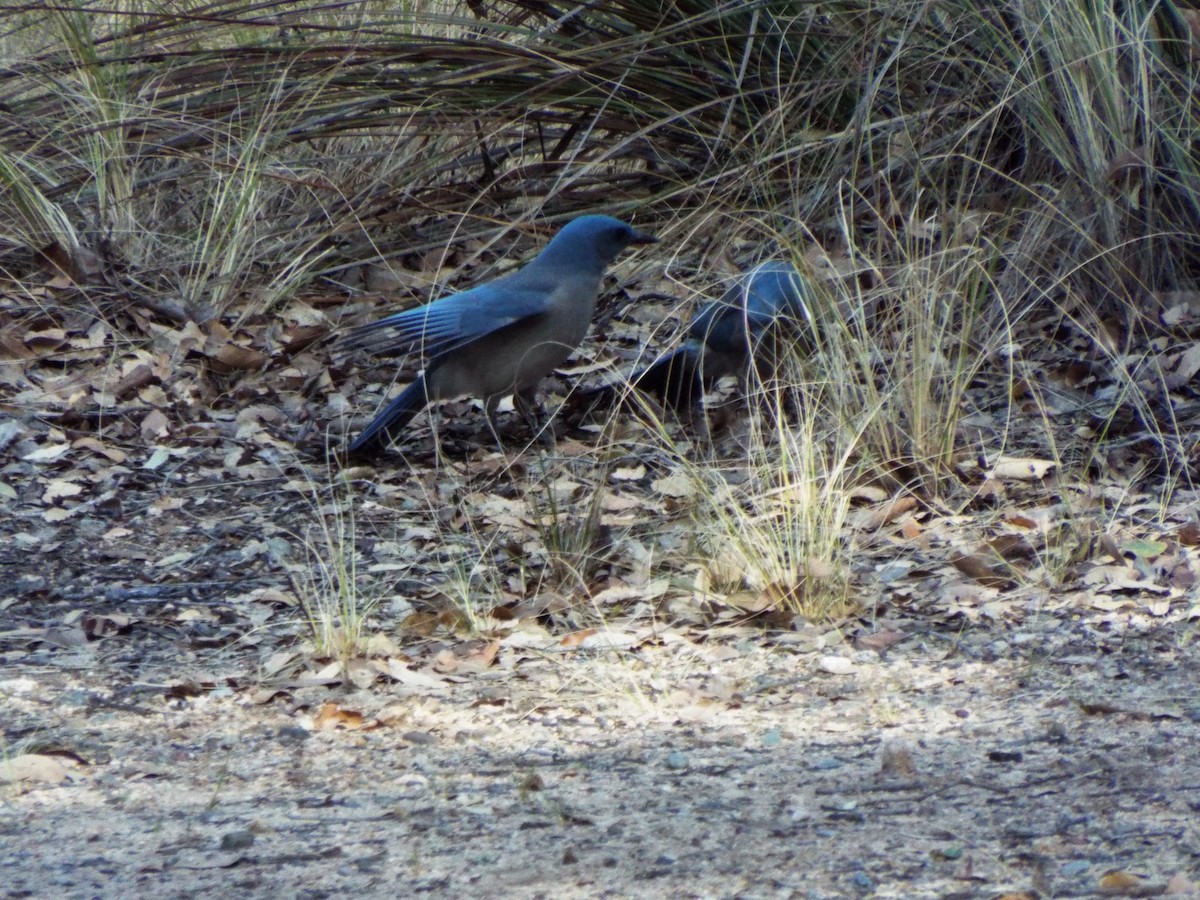 Mexican Jay (Arizona) - ML552185781