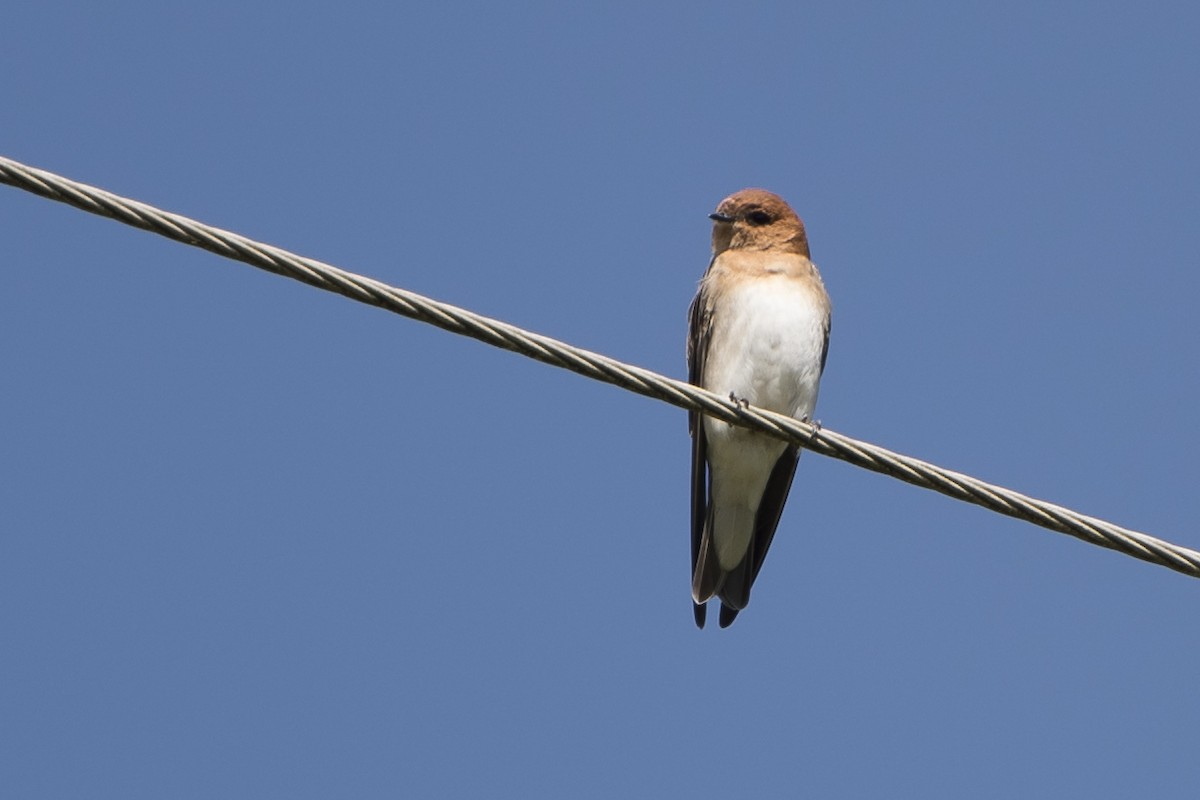 Tawny-headed Swallow - ML55218661