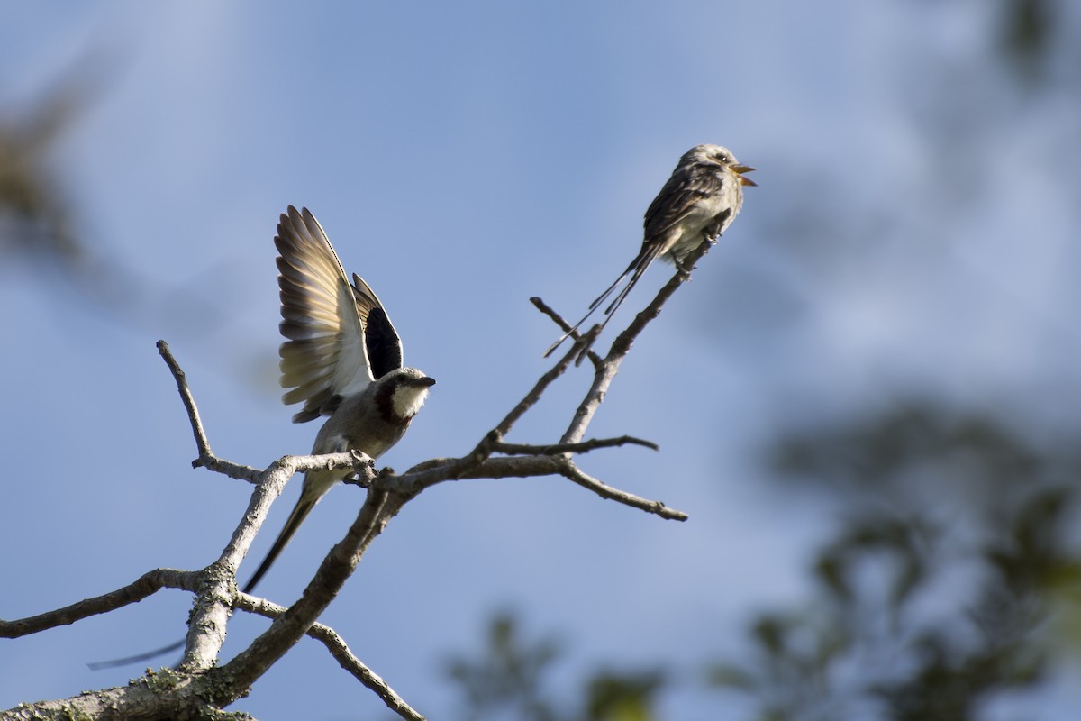 Streamer-tailed Tyrant - ML55218671