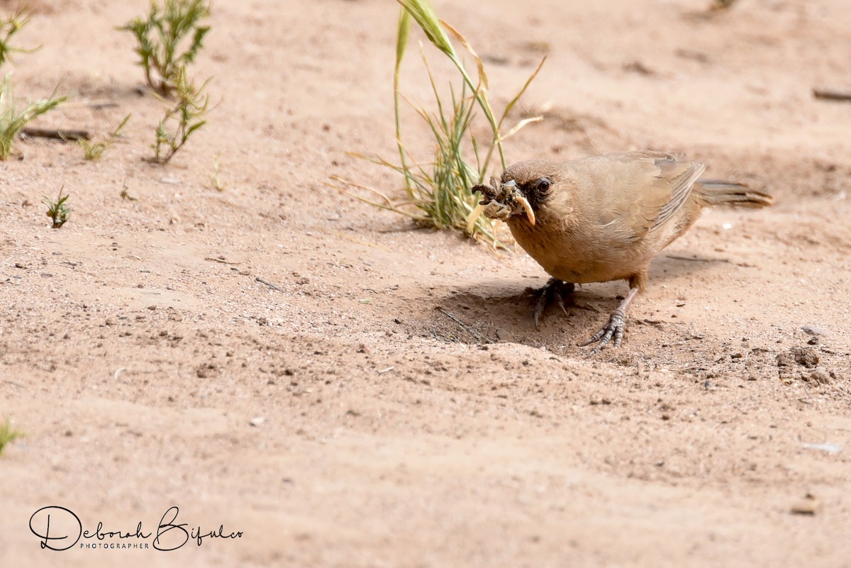 Abert's Towhee - Deborah Bifulco