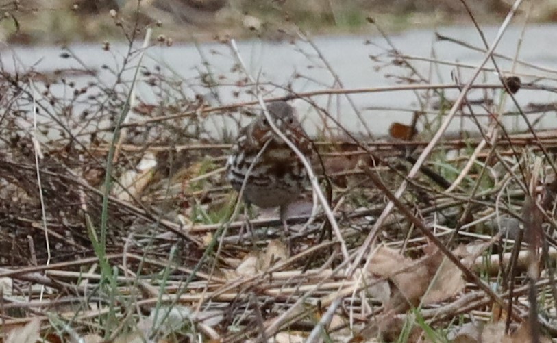 Fox Sparrow - ML552188471
