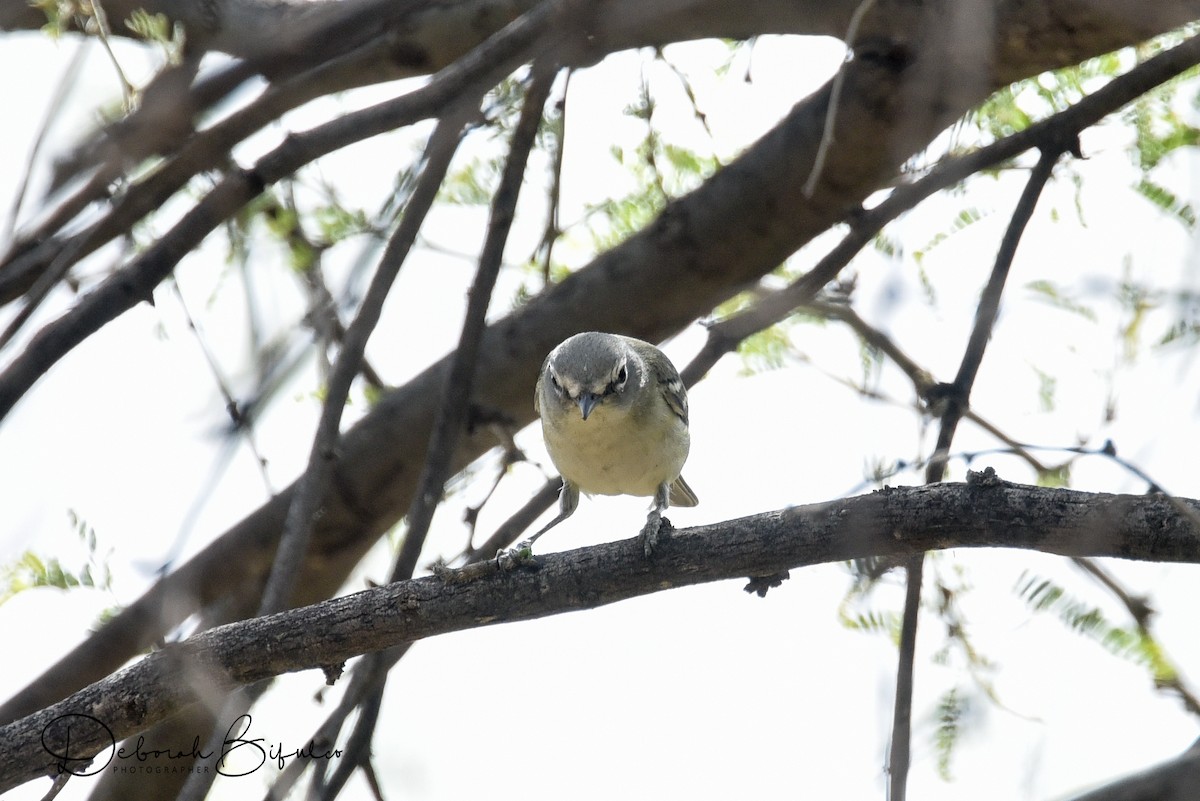 Cassin's Vireo - ML55218941