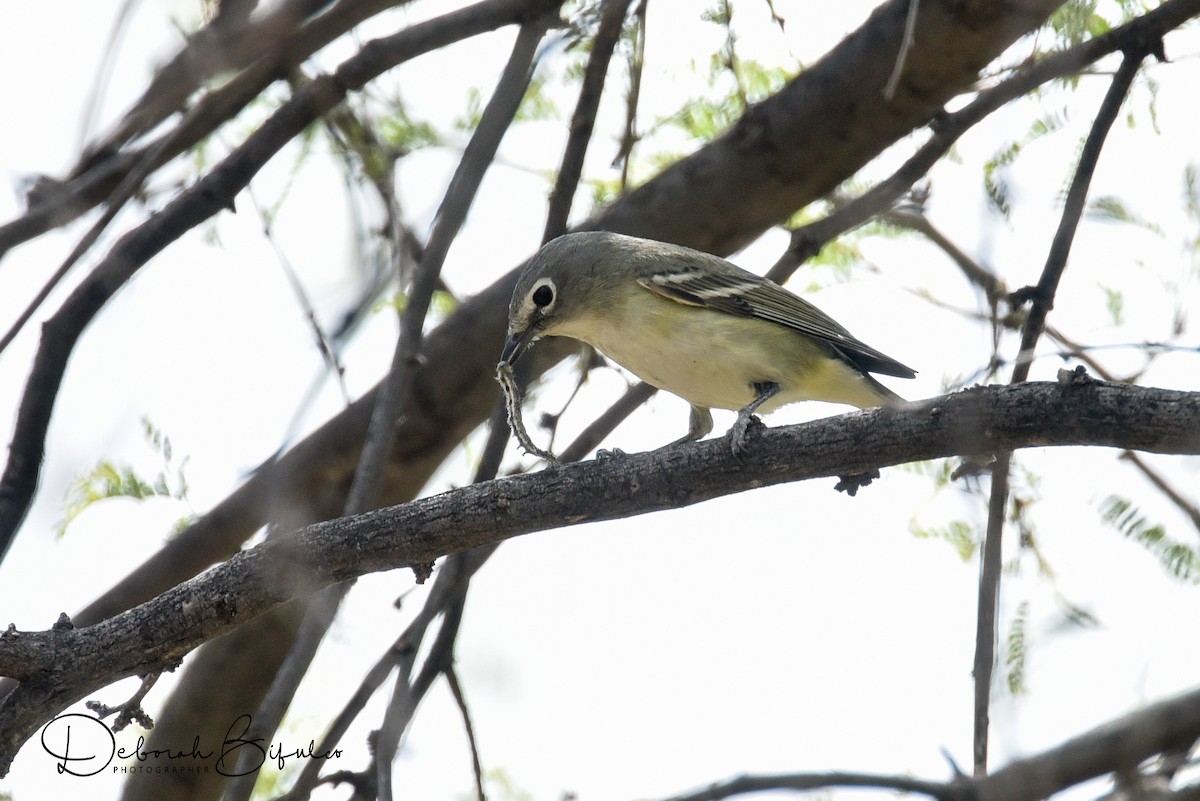 Cassin's Vireo - ML55218951