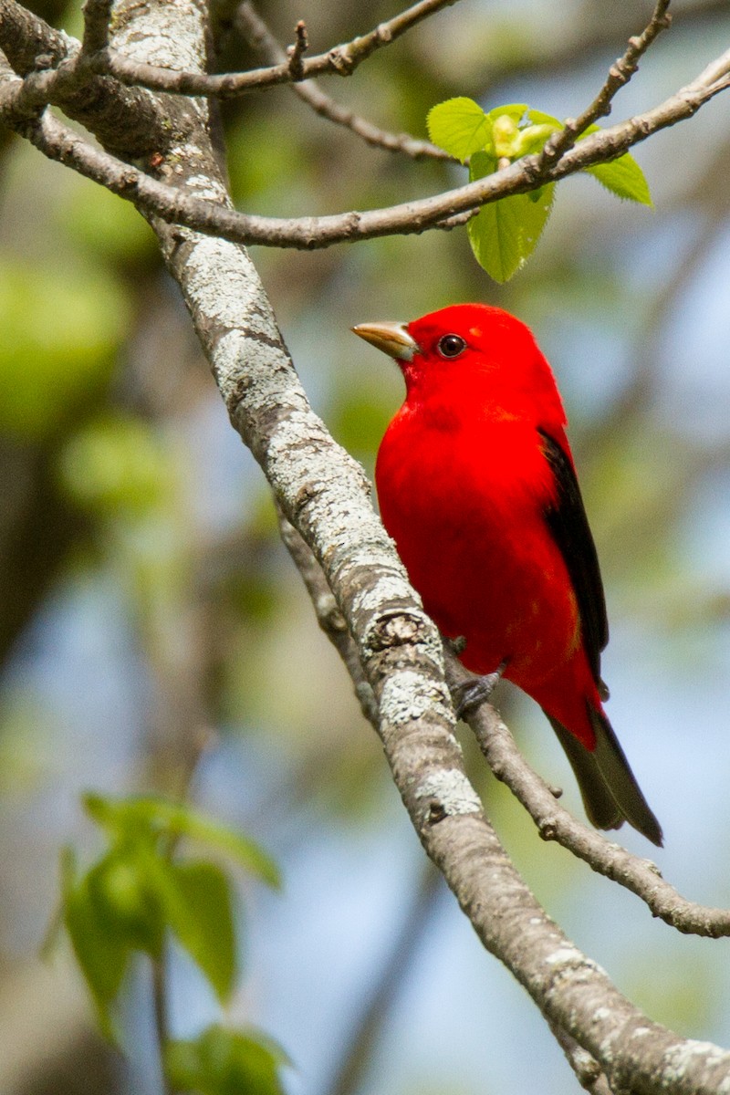 Scarlet Tanager - ML552190111