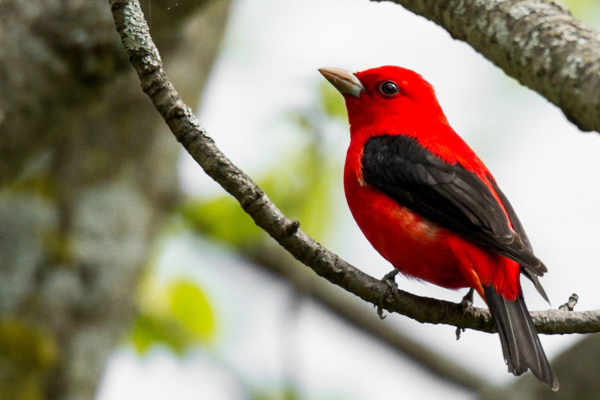 Scarlet Tanager - ML552190121