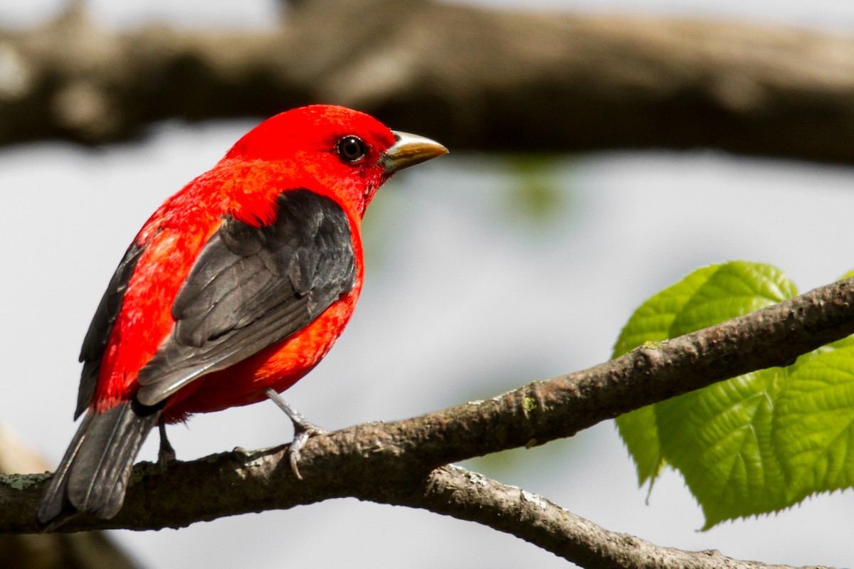 Scarlet Tanager - ML552190131