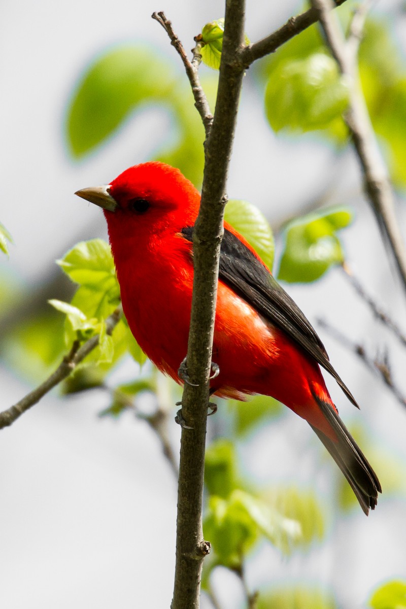 Scarlet Tanager - ML552190141