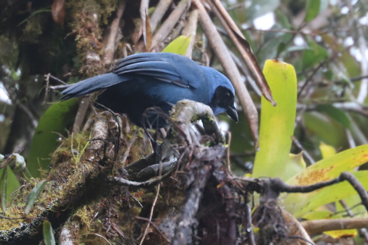 Turquoise Jay - William Hull