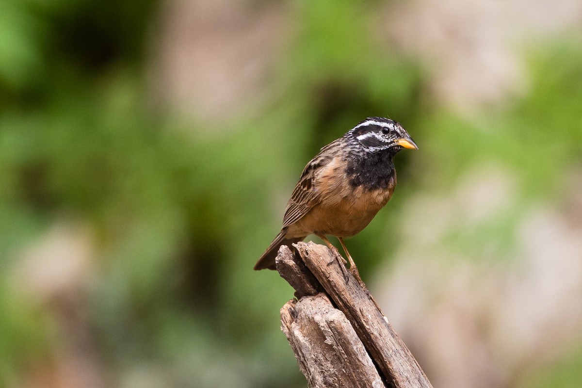 Cinnamon-breasted Bunting - ML552191161