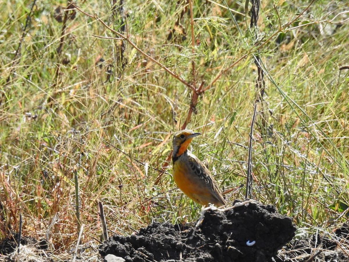 Orange-throated Longclaw - ML552191751