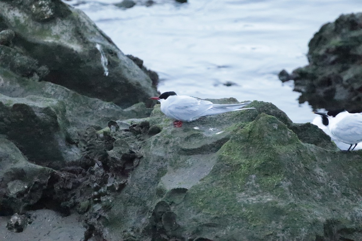 Arctic Tern - ML552191821