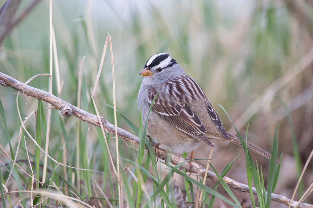 White-crowned Sparrow - Jesse Kolar