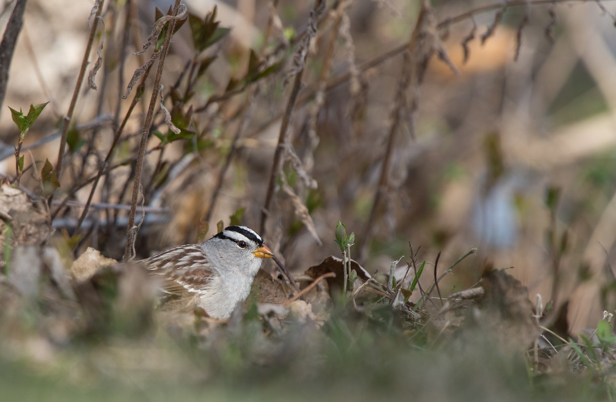 Bruant à couronne blanche - ML552192021