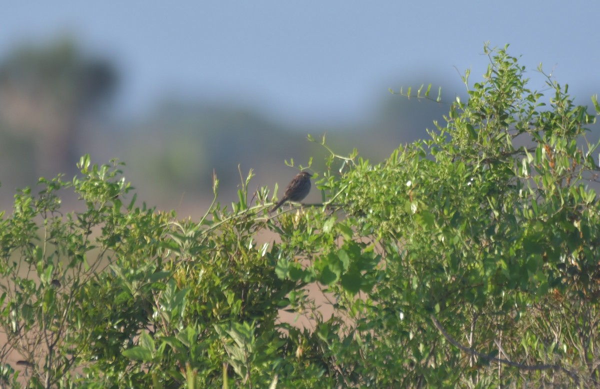 Bachman's Sparrow - ML552192791