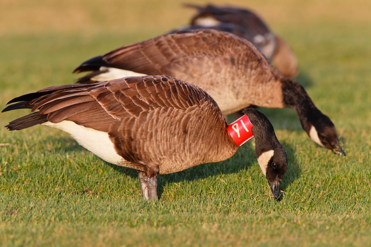 Canada Goose (occidentalis/fulva) - ML552194151